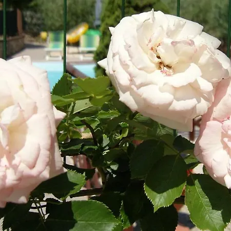 Agriturismo Collemaggio Farm stay